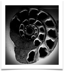 10 Amorite  - Carol Sparkes